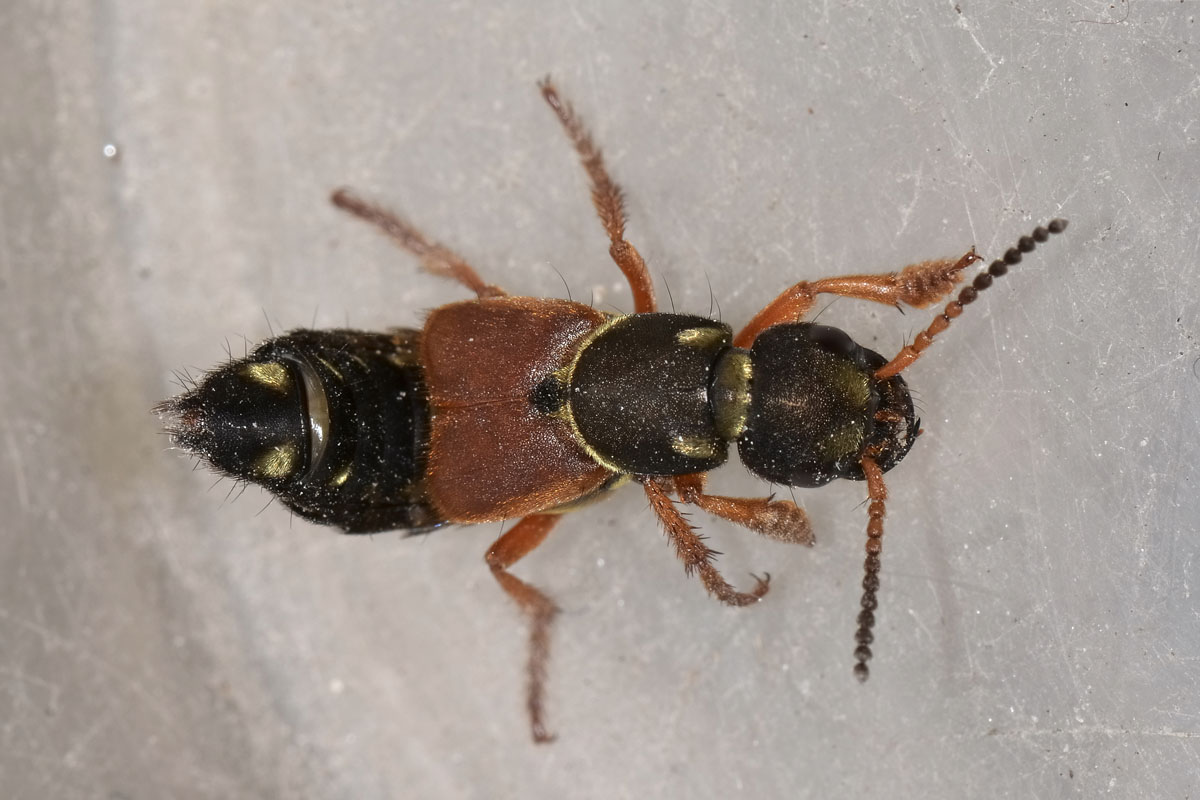 Staphylinus caesareus? No, S. dimidiaticornis